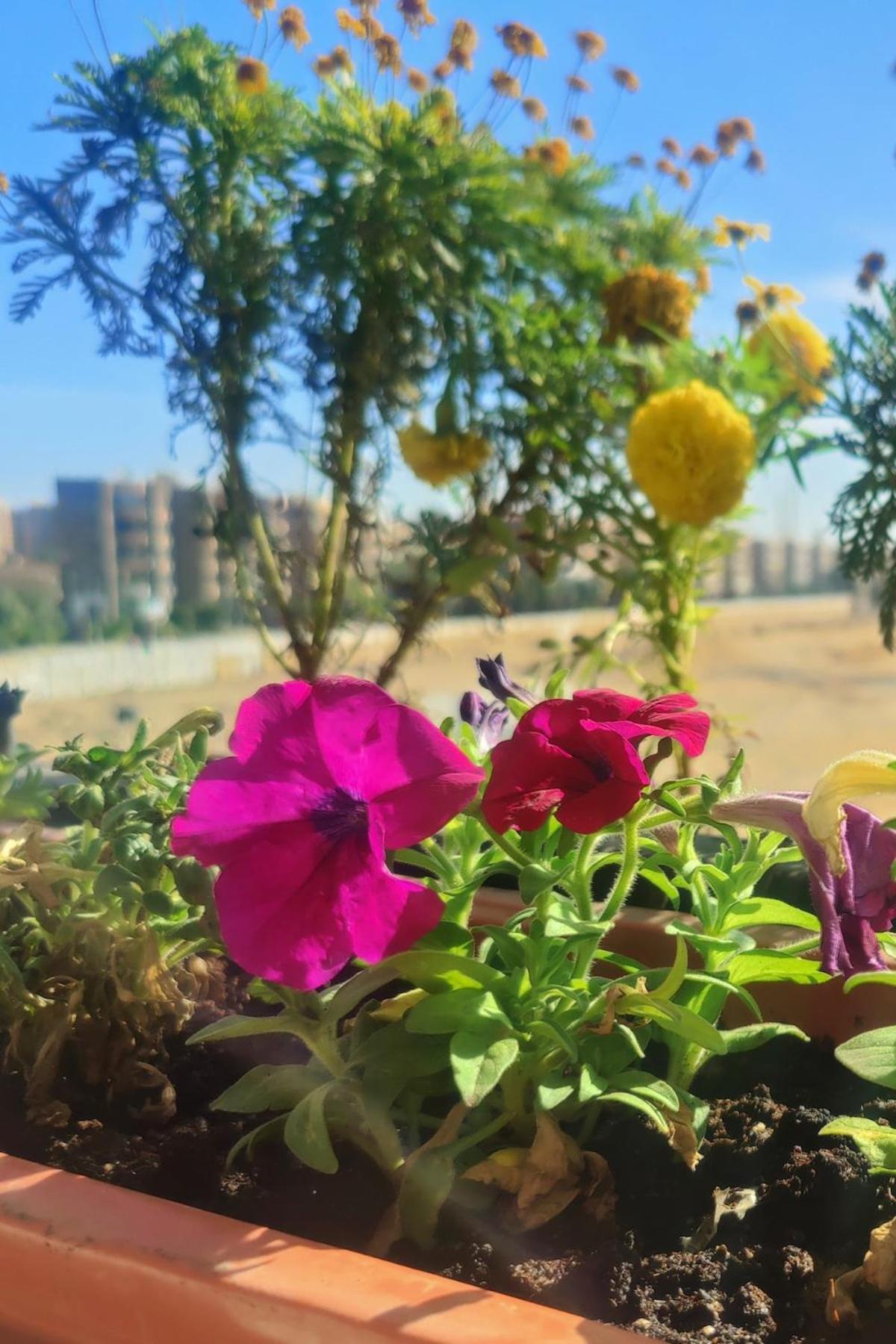 Apartment Luxurious Egyptian Vibes With Hot Tub, Gym, Office Cairo